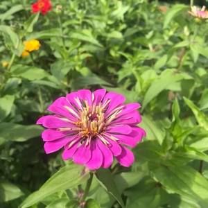 Meet your Posher, Rose